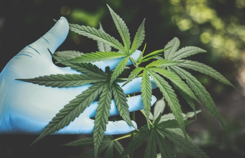 Religious Leaders in Sri Lanka Blast Government Plan to Promote Cannabis Production