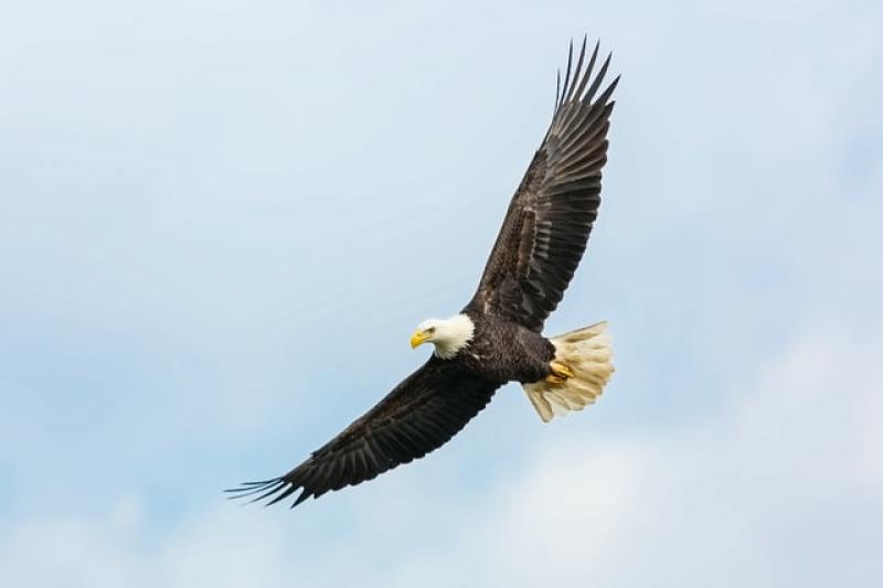 Bald Eagle in flight