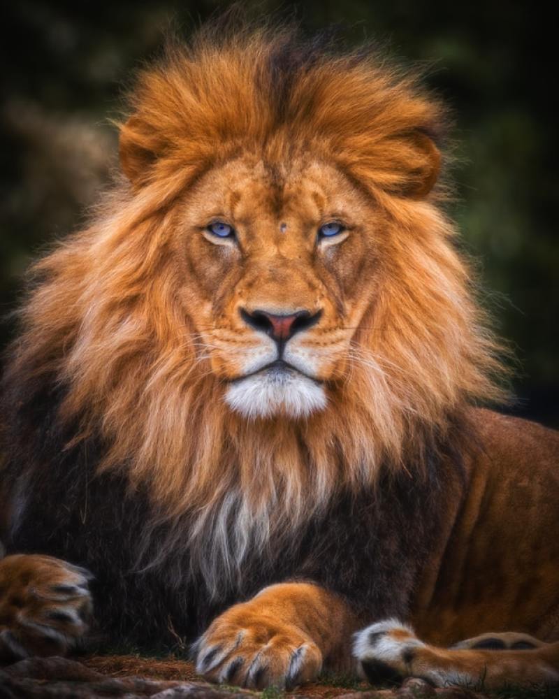 the righteous are as bold as a lion