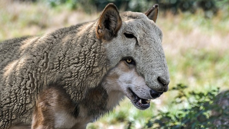 Wolf in sheep's clothing