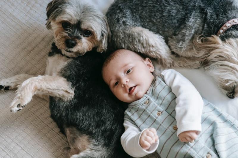 Baby lying down beside pet dogs